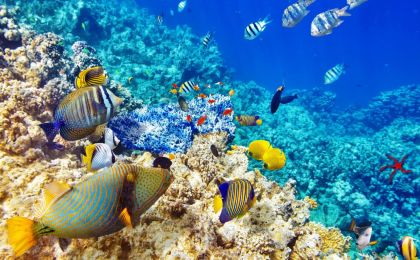 中国海警局通报碧海2021海洋生态环境保护专项执法行动