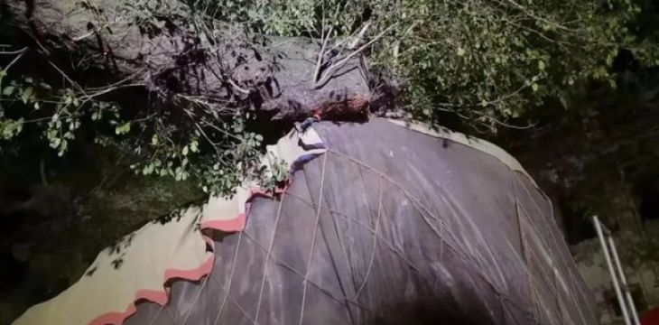 温州一棵300多岁的古树被撞！司机全责