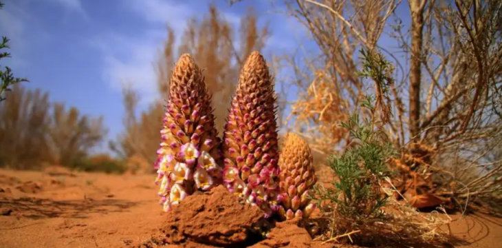 新疆且末大漠深处8.3万亩大芸花开 生态经济获双赢