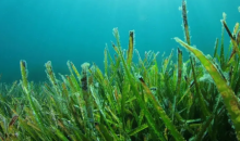 微藻：“吃”下二氧化碳，“吐”出生物油