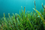 微藻：“吃”下二氧化碳，“吐”出生物油