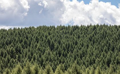 国家林草局：到2025年三北工程林木良种使用率达到70%以上