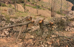 国家林草局公布10起土地整理毁林造地典型案例