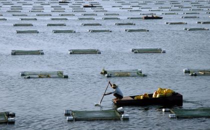 全国首例渔业领域“蓝碳”赔偿案在榕执行 