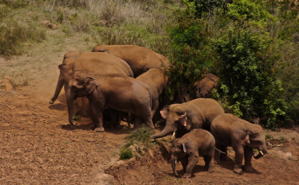 世界大象日：云南省加快创建亚洲象国家公园