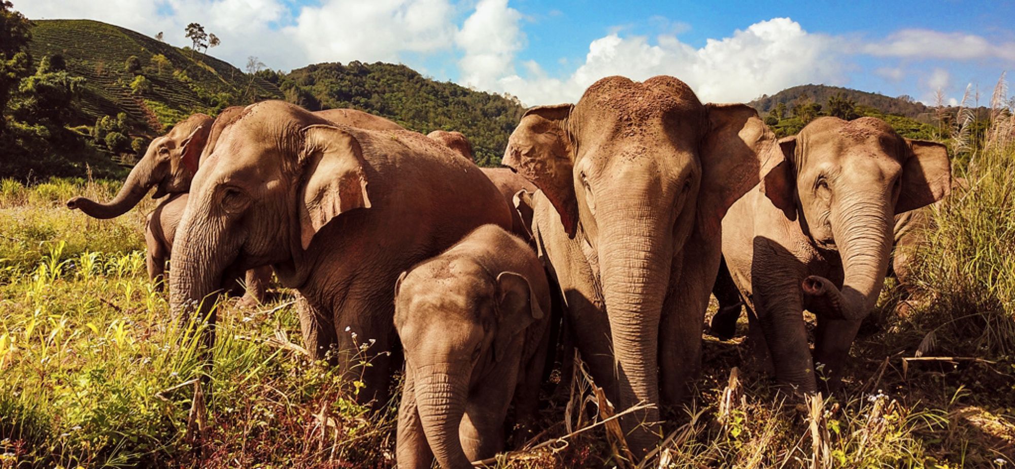 世界大象日：让我们一起来关心人类的大朋友