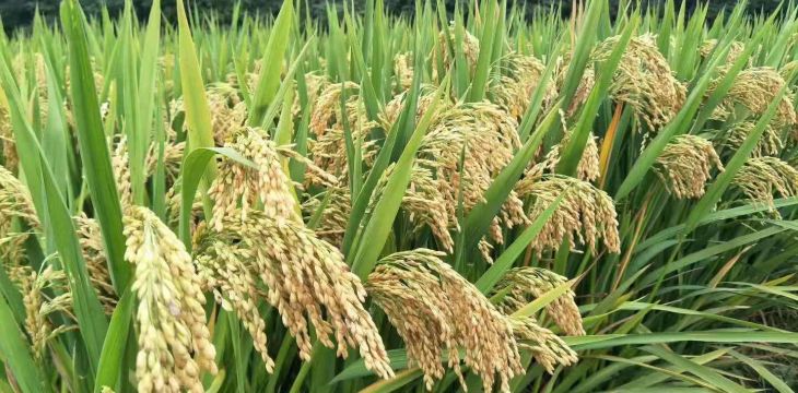 “小粒种”破解杂交水稻产业化之困