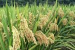 “小粒种”破解杂交水稻产业化之困