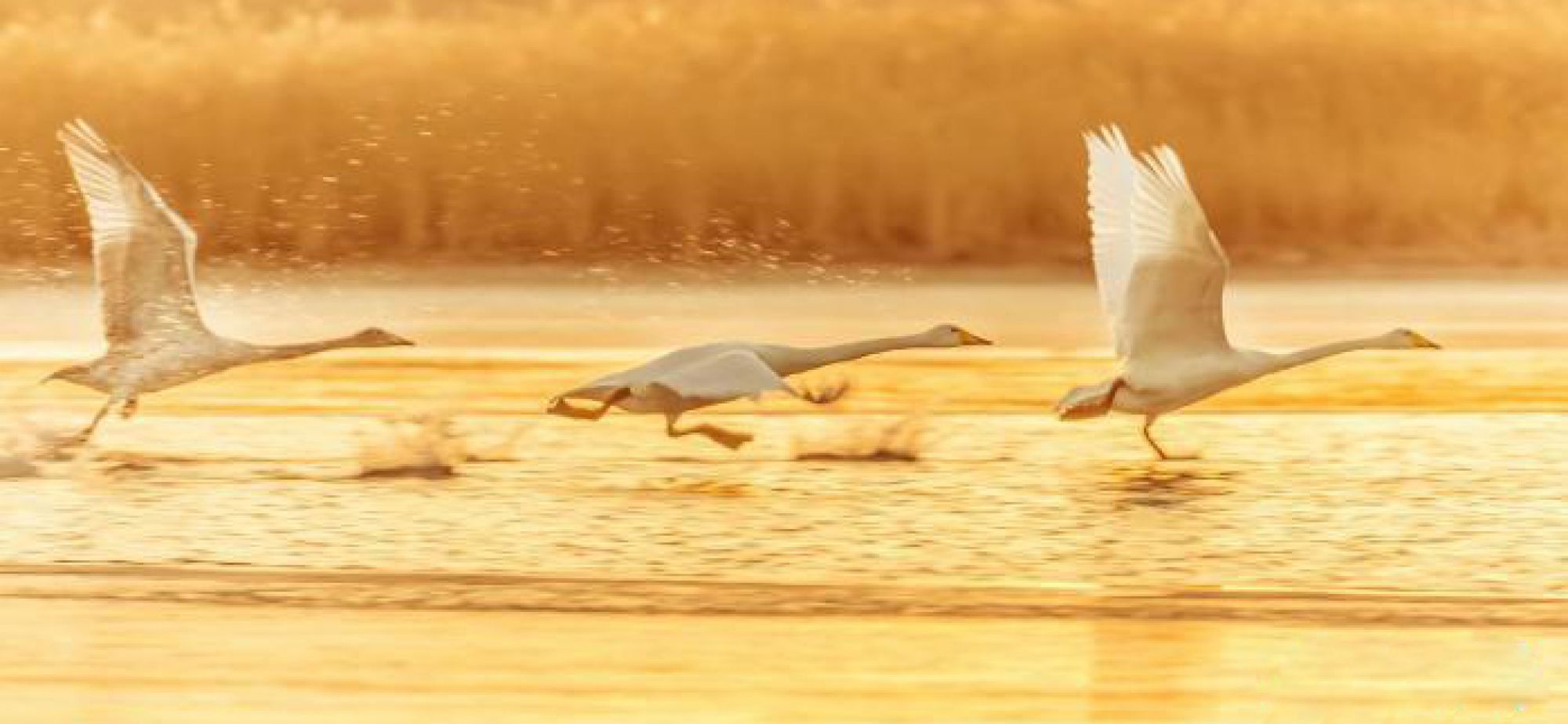 天鹅等多种野生鸟类“抵达”青海格尔木湿地越冬