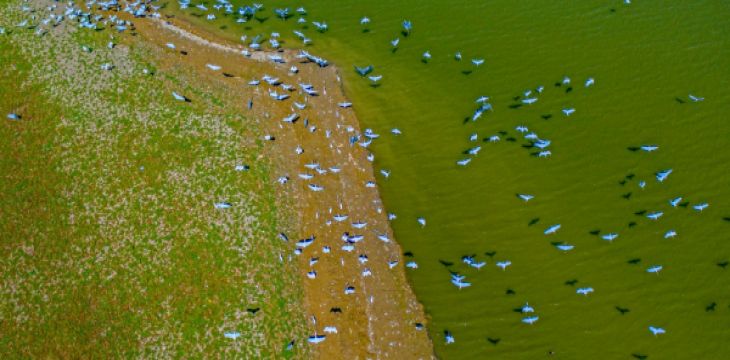 加强生态修复守护黄河湿地，大天鹅成为河南三门峡市保护生态的生动诠释