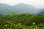 径山茶入选“中国地理标志农产品品牌声誉茶叶类十强”