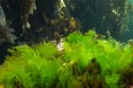 海藻保鲜膜：来自海洋的天然“塑料”