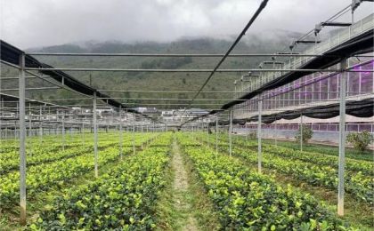 重庆酉阳：一棵小茶苗种出百亿乡村振兴产业链