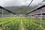 重庆酉阳：一棵小茶苗种出百亿乡村振兴产业链