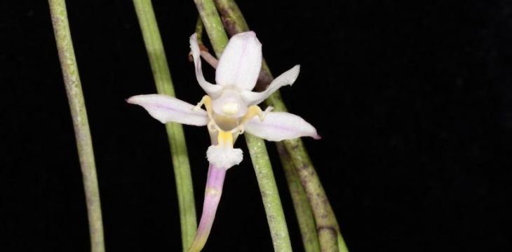 我国科研人员在云南、西藏发现6种兰科植物新种