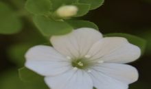 四川发现野生植物新种——美姑青篱柴
