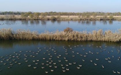 河北衡水湖首次发现长尾鸭 鸟类记录增至334种