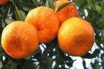 四川丹棱桔橙：科技造就“北纬三十度的味觉奇迹”