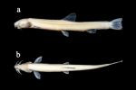 中国科研人员发现新物种长肋原花鳅