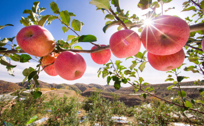 陕西认定96个苹果高质高效示范园
