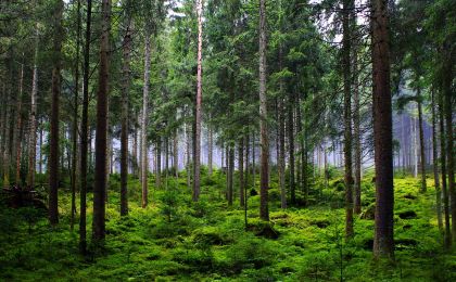 深挖林木经济潜力