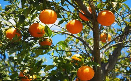 我国首个柑橘类果园碳汇团体标准发布