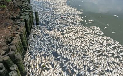 已捞出约8吨！海口红城湖现大量死鱼，原因披露