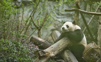 国家林草局：我国大熊猫等旗舰物种保护取得显著成效