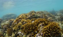 《仁爱礁非法“坐滩”军舰破坏珊瑚礁生态系统调查报告》发布