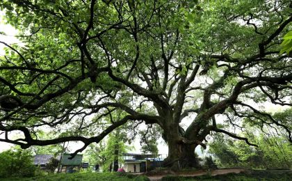 全国古树名木保护工作现场推进会在四川召开