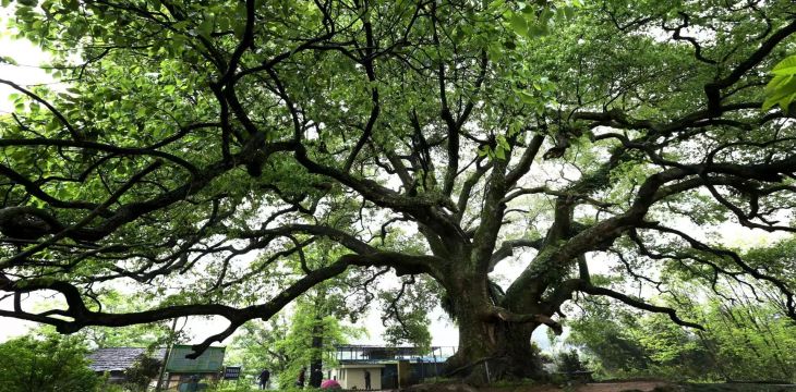 全国古树名木保护工作现场推进会在四川召开