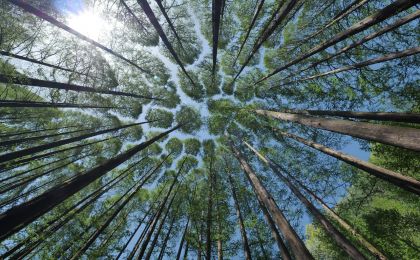 湖北首个CCER重启造林碳汇项目落户五峰