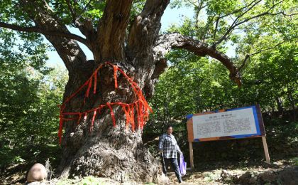 密云栗树王树龄鉴定超过800年