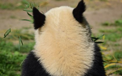 熊猫粉丝网暴科研人员背后：有团伙专门教唆网友，以筹集维权资金为由要求网友募捐