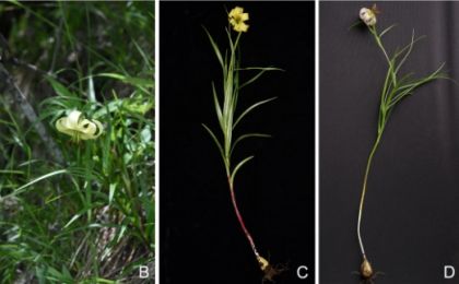 四川黄龙发现百合新物种“黄龙百合”：现存成熟个体不足30株