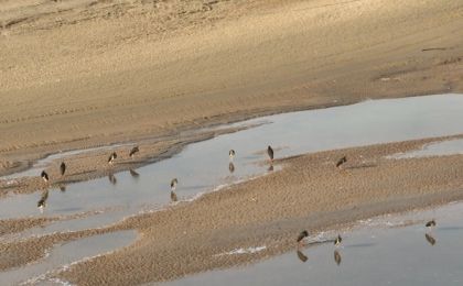 河南孟州：候鸟翔集生态美 黄河湿地春意浓