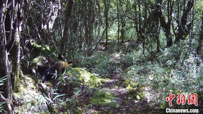 黄喉貂在林中悠闲散步。 大熊猫国家公园大邑管护总站供图