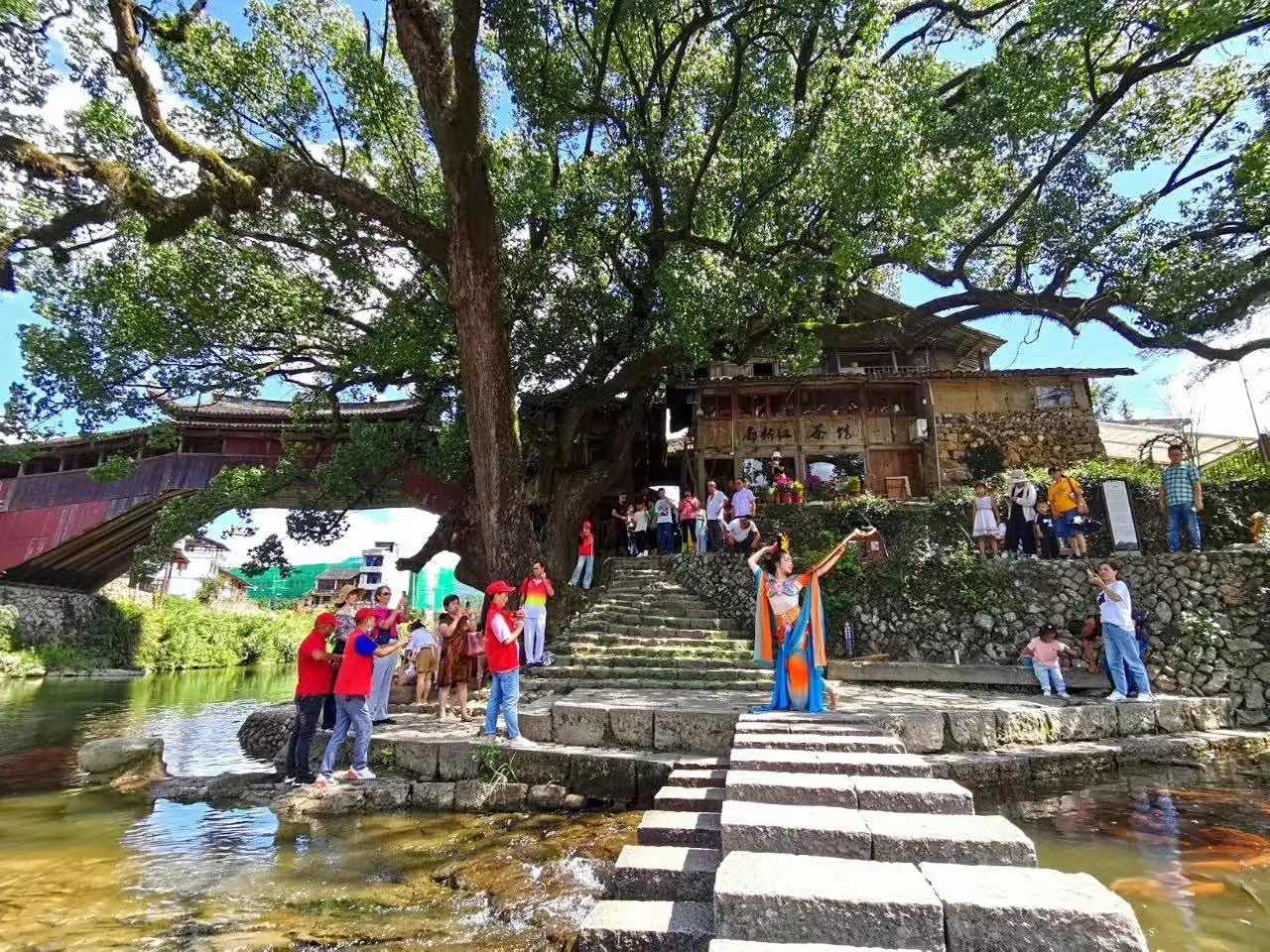 温州泰顺千年香樟树。受访者供图