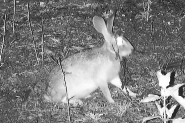 海南兔、小灵猫……这里监测到多种珍稀野生动物