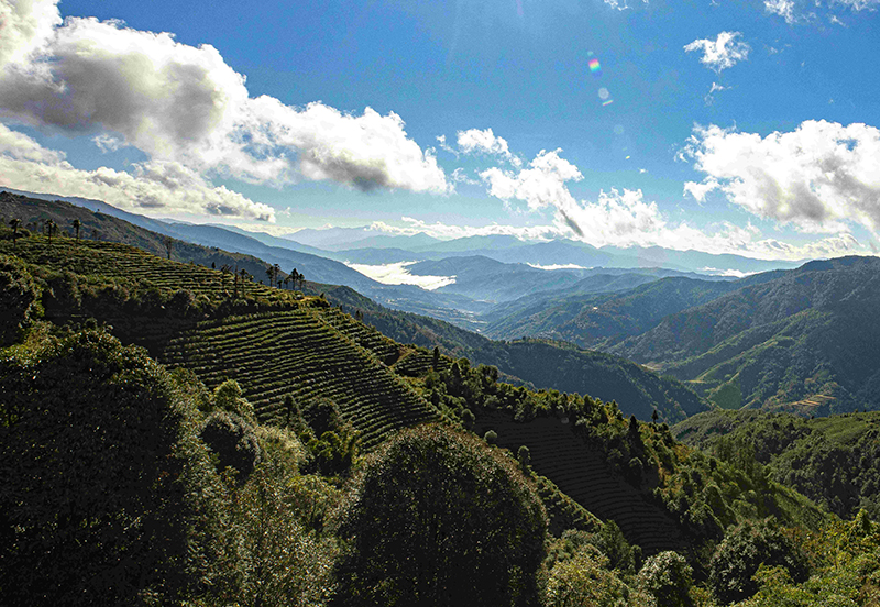 【图3】绿春县甜水塘古茶山。卢一华摄