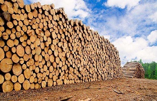 中国林科院牵头编制的14项林业行业标准获批发布