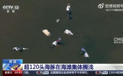 超过120头海豚集体搁浅美国海滩