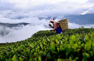 让小茶叶闯出“大名堂”