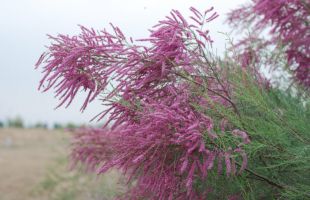 新疆吐鲁番沙漠植物园现存活体荒漠植物近600种