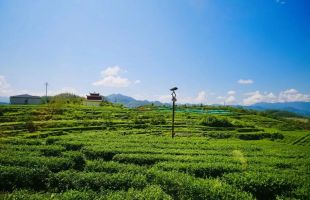 四川万源推进茶农旅融合发展：茶区变景区，茶山变金山