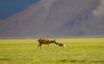 非法收购、出售国家保护野生动物 湖南一被告人破坏环境资源获刑并承担赔偿