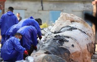 海南两头搁浅死亡巨鲸将在中国（海南）南海博物馆进行科研与展览展示