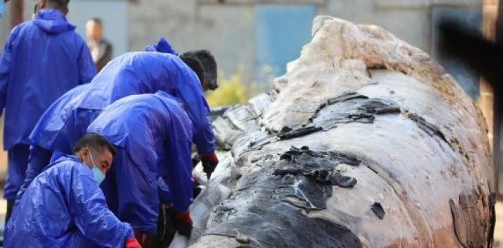 海南两头搁浅死亡巨鲸将在中国（海南）南海博物馆进行科研与展览展示