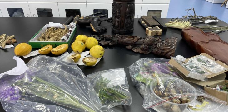 177种外来物种被一次性截获，如何破解潜藏的生态危机