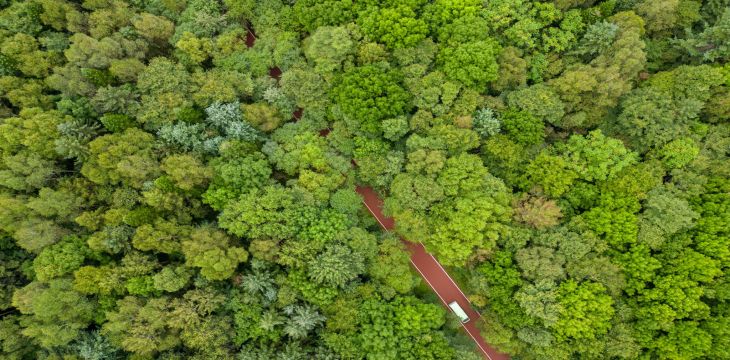 去年完成国土绿化超1亿亩，我国“绿色家底”持续增厚